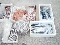 mazara-eseguito-sequestro-di-circa-30-kg-di-prodotto-ittico-pronto-per-essere-commercializzato
