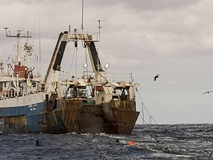 agricoltura-e-non-solo-mentre-il-pesce-norvegese-vola-la-nostra-pesca-arranca