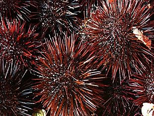 polizia-stradale-sequestra-1-500-ricci-di-mare