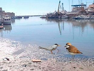 mazara-dragaggio-porto-canale-anche-quinci-dopo-cristaldi-colpito-dalla-maledizione-del-fratino-e-fraticello