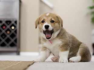 campobello-di-mazara-mancata-istituzione-anagrafe-canina-la-denuncia-di-alcuni-consiglieri-comunali