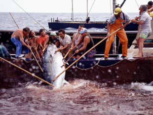 a-belicitta-la-mostra-il-principe-dei-mari-di-giuseppe-di-salvo