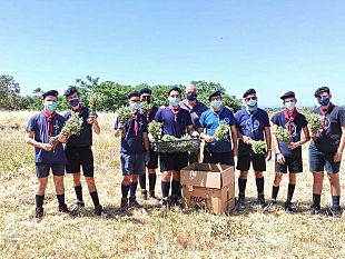 castelvetrano/selinunte-gli-scout-raccolgono-lorigano-della-legalita-nel-fondo-confiscato