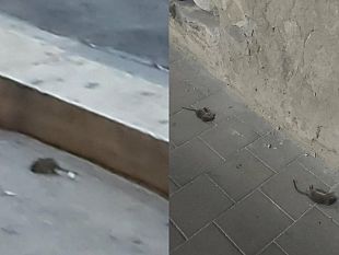 video-mazara-topi-nel-centralissimo-c-so-a-diaz-quando-e-come-avvenuta-la-derattizzazione-della-citta