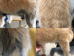 prima-pagina-pet-caso-clinico-oscar-quando-le-cause-sono-distanti-dai-sintomi