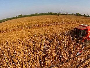 a-selinunte-domani-la-raccolta-del-grano-degli-dei-i-visitatori-potranno-assistere-alla-trebbiatura
