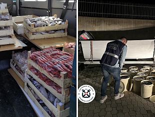 trapani/operazione-calypso-sequestrati-960-kg-di-prodotti-ittici-irregolari-nel-comportamento-marittimo-di-trapani