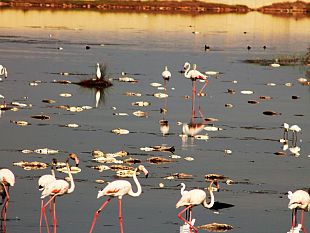 mazara-moria-di-pesci-nella-colmata-b-la-nota-dellambientalista-enzo-sciabica