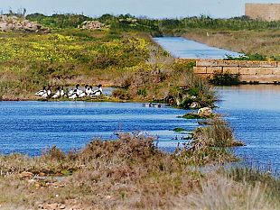 listituenda-rno-di-capo-feto-come-la-rno-dello-stagnone-gli-interrogativi-del-naturalista-enzo-sciabica