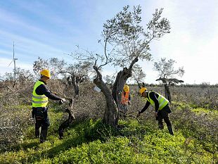 un-nuovo-parco-degli-ulivi-a-partanna-il-progetto-di-terna-tra-sostenibilita-e-innovazione