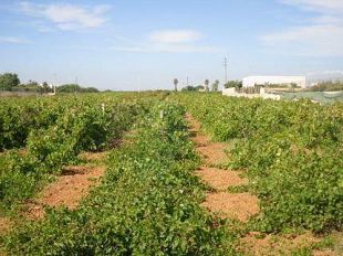 aggiornamento-dell-enel-su-furto-al-pozzo-di-san-nicola-1-km-di-cavi-di-rame-rubati-e-30-famiglie-al-buio