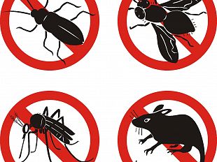 disinfestazione-e-chiusura-uffici-comunali-e-scuole