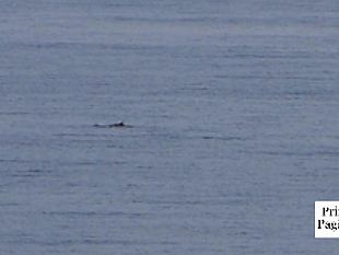 video-mazara-una-bella-sorpresa-nelle-acque-antistanti-la-spiaggia-in-citta