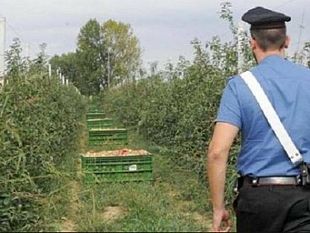 operazione-dei-carabinieri-contro-il-lavoro-nero-nelle-aziende-agricole-8-000-euro-di-multe