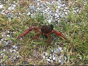 studio-della-trapanese-mariangela-ruggirello-sulla-pericolosita-del-gambero-della-louisiana
