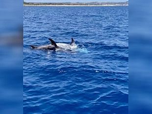 branco-di-delfini-incanta-le-coste-trapanesi