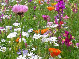 ultime-della-sera-essere-prof-tra-presenza-e-dad