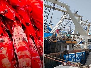 pesca-gambero-rosso-tunisino-oltre-le-quote-il-ministero-lancia-lallarme