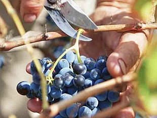 ocm-vino-cracolici-bando-da-10-milioni-sulla-riconversione-e-la-ristrutturazione-dei-vigneti