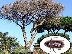 pinete-del-trapanese-attaccate-da-un-coleottero-nocivo-sollecitazione-di-italia-nostra-trapani-affinche-si-intervenga