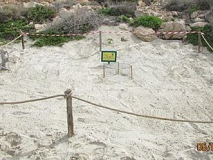 mazara/lampedusa-nidificazione-della-tartaruga-marina-sulla-spiaggia-dellisola-dei-conigli
