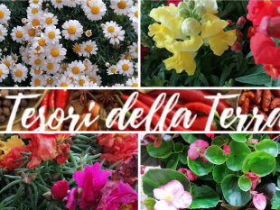tesori-della-terra-fiori-profumati-e-colorati