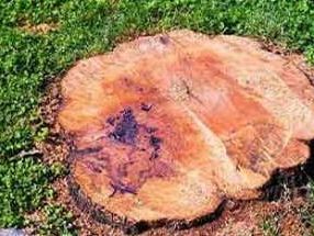 campobello-recisi-alberi-a-un-produttore-di-olive-la-solidarieta-del-meetup-m5s-per-l-atto-intimidatorio