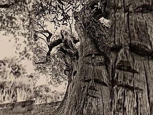 il-futuro-del-sud-in-bilico-tra-laccontentarsi-e-il-re-esistere