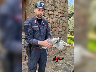 pantelleria-salvato-dai-carabinieri-un-esemplare-di-airone-ferito