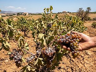 vendemmia-2026-la-tempesta-perfetta-si-abbatte-sulle-cantine-sociali