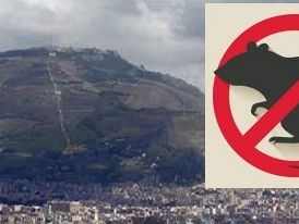 erice-al-via-derattizzazione-del-territorio-il-comune-raccoglie-segnalazioni