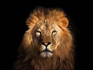 ultime-della-sera-luglio-col-bene-che-ti-voglio