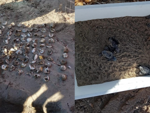 petrosino-90-tartarughe-caretta-caretta-nate-sulla-spiaggia-di-sabugia-sibiliana