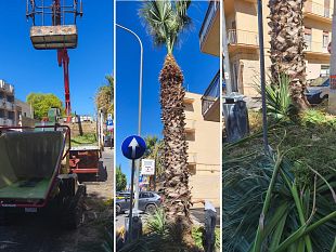 erice-avviata-la-potatura-delle-palme-nel-territorio-comunale