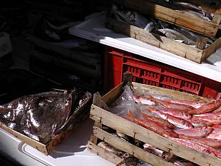 trapani-maxi-sequestro-al-mercato-del-pesce