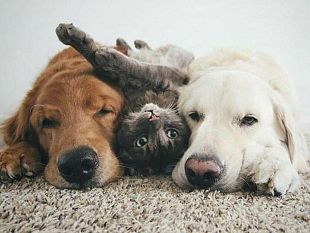 prima-pagina-pet-animali-daffezione-e-covid-19-cosa-dobbiamo-sapere