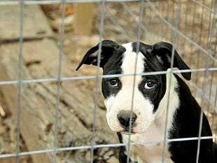 mazara-azioni-di-contrasto-al-randagismo-ed-a-tutela-degli-animali-daffezione
