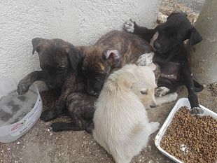 larca-di-johnny-e-osvaldo-salva-4-cuccioli-abbandonati-in-strada