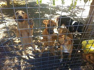 marsala-canile-comune-asp-e-associazioni-animaliste-assieme-per-soluzioni-concrete-a-tutela-degli-animali