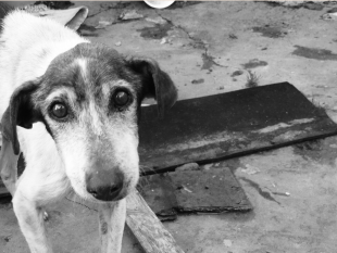 sicilia/randagismo-in-sicilia-migliaia-di-cani-senza-casa