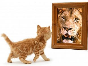 lelzeviro-di-giacomo-bonagiuso-elogio-del-gatto