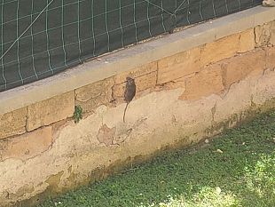 mazara-cittadini-chiedono-urgenza-una-seria-derattizzazione-e-deblattizzazione-del-territorio