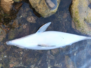 mazara-cucciolo-di-delfino-trovato-senza-vita-tra-gli-scogli