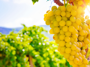 agricoltura-bando-pnrr-per-modernizzare-i-macchinari-21-milioni-per-949-imprese