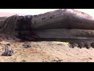 balena-di-20-tonnellate-e-lunga-20-metri-rimossa-dal-litorale-di-triscina-selinunte