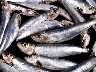 quattro-chiacchiere-con-le-sarde-di-selinunte