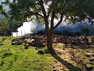 e-giunta-lora-per-gli-operai-forestali-riforma-o-sciopero-generale-del-settore