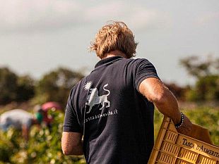 lettera-del-responsabile-cia-enzo-maggio-sulle-condizioni-dei-viticoltori-trapanesi