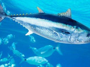 pesca-la-guerra-del-tonno-rosso-la-sicilia-impugna-il-decreto-dello-stato