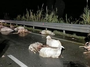 incidente-causa-una-strage-di-pecore-tra-alcamo-e-partinico-oltre-30-animali-morti